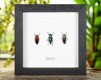 Jewel Beetle Trio In Box Frame