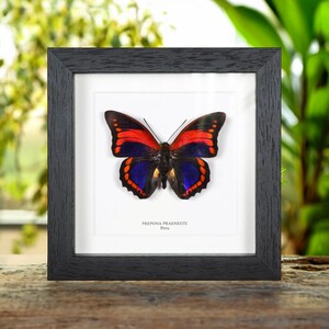 Prepona praeneste Butterfly from Peru In Box Frame