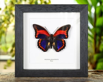 標本 Peru Prepona praeneste 84mm Prepona Praeneste Butterfly From Peru in Box Frame - Etsy