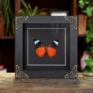 Red Flasher Ventral Side In Baroque Style Frame (Panacea prola)