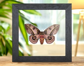 Pink Silkmoth In Clear Glass Frame (Automeris frankae)