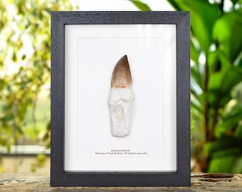 XL Original Rooted Mosasaur Tooth In Box Frame (Mosasauridae sp)