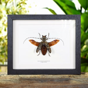 Giant Spread Longhorn Beetle In Box Frame (Pseudomeges marmoratus)