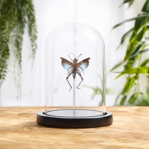 Blue Short-horned Grasshopper In Glass Dome (Coloracris azureus)