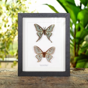 Spanish Moon Moth Male &amp; Female Pair In Box Frame (Graellsia isabellae)