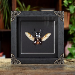 Wing-spread Giant Stag Beetle in Baroque Style Frame (Dorcus titanus)