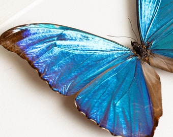 Absoloni Morpho Butterfly in Box Frame (morpho Absoloni) - Etsy