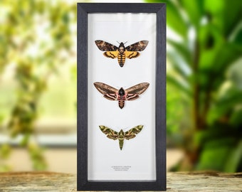 Hawk Moth Trio In Box Frame (Acherontia atropos, Sphinx ligustri &amp; Daphnis nerii)