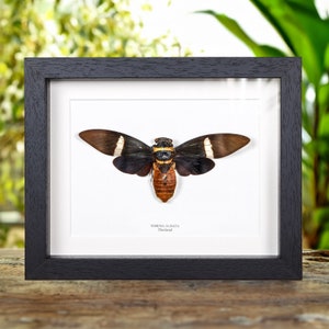 Cicada in Box Frame Tosena albata Bild 1