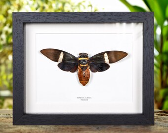 Cicada in Box Frame (Tosena albata)