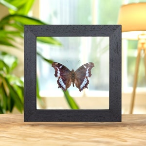 Blue Admiral Butterfly In Clear Glass Box Frame (Kaniska canace)