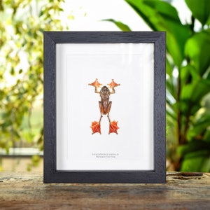 HarlequIn Tree Frog In Box Frame (Rhacophorus pardalis)
