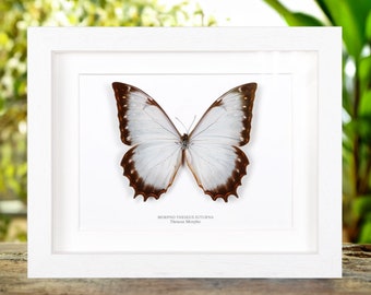 Theseus Morpho Butterfly in Box Frame (morpho Theseus Juturna) - Etsy