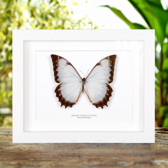 Theseus Morpho Butterfly in Box Frame (morpho Theseus Juturna) - Etsy