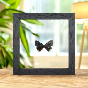 Mexican Cyadian In Clear Glass Box Frame (Eumaeus toxea)