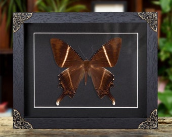 Swallowtail Moth in Baroque Style Frame (Lyssa patroclus)