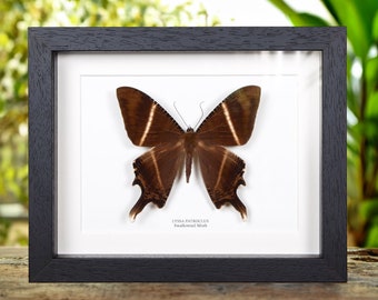 Swallowtail Moth in Box Frame (Lyssa patroclus)