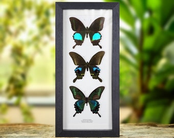 Blue Peacock Butterfly Trio In Box Frame (Papilio paris, arcturus &amp; maackii)
