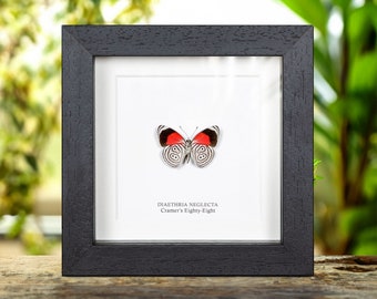 Mariposa de Cramer en marco de ochenta y ocho (Diaethria neglecta)