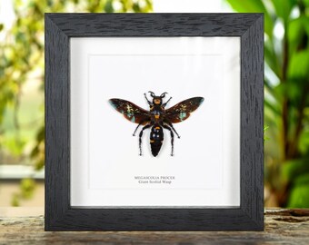 Giant Scoliid Wasp  In Box Frame (Megascolia procer)(XL)