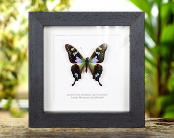 Puede incluir: Un espécimen de mariposa enmarcado con alas negras, verdes, azules y moradas. La mariposa está etiquetada como "Graphium Weiskei Arfakensis Purple Mountain Swallowtail".