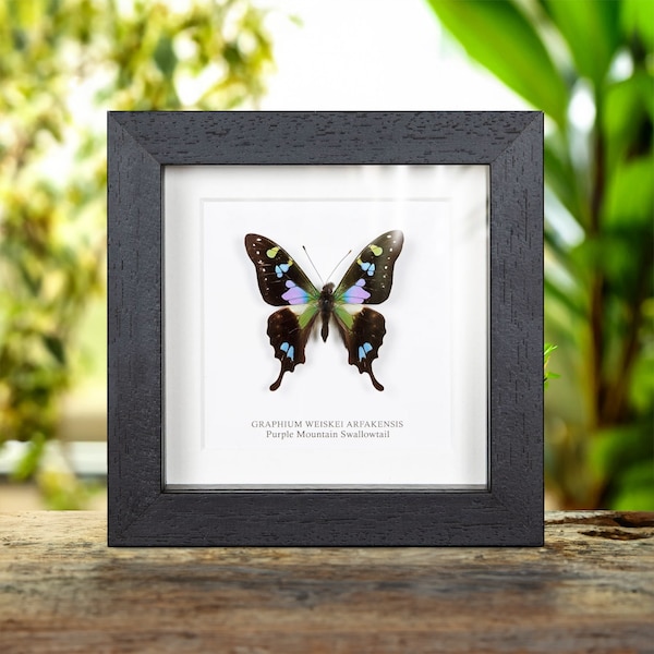 Purple Mountain Swallowtail in Box Frame (Graphium weiskei arfakensis)