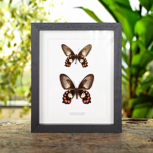 Red-bodied Swallowtail Butterfly Male &amp; Female In Box Frame (Pachliopta polydorus)