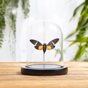 Orange Cicada In Glass Dome With Wooden Base (Tosena paviei)