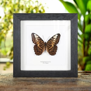 The Clipper Butterfly In Box Frame (Parthenos sylvia brunnea)