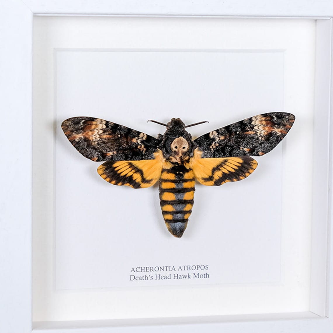 Death�s Head Moth Silence of the Lambs in Box Frame Etsy