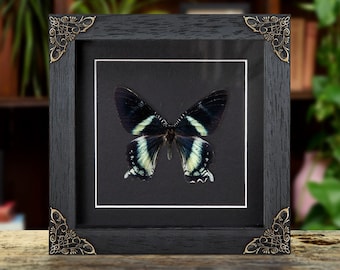 Puede incluir: Una imagen enmarcada en negro con una mariposa en blanco y negro montada en su interior. El marco tiene esquinas doradas ornamentadas.