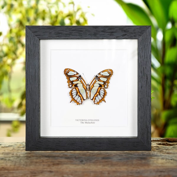 The Malachite Butterfly in Box Frame (Victorina stelenes)