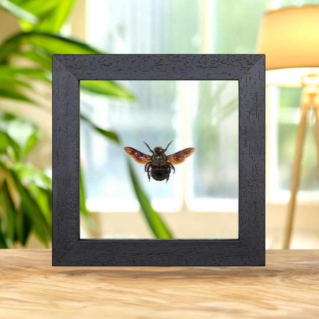 Transparent Bee Frame Carpenter Bee in Clear Glass Frame (xylocopa Caerulea) - Etsy