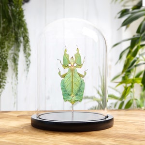 Giant Leaf Insect In Glass Dome (Phyllium giganteum)