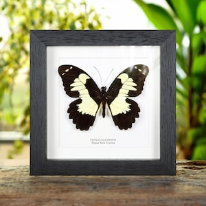 Papilio euchenor in Box Frame From Papua New Guinea
