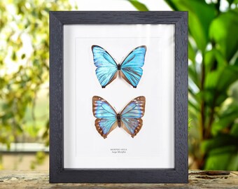 Helena Morpho Butterfly Pair in Handmade Wooden Box Frame - Etsy