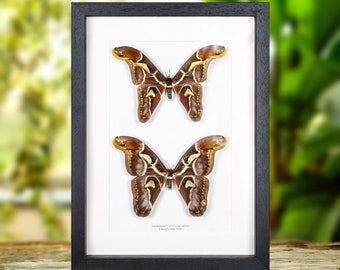 Edward's Atlas Moth Male &amp; Female Pair In Box Frame (Archaeoattacus edwardsii)