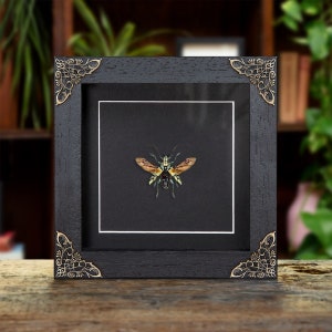 Gold Longhorn Beetle In Baroque Style Frame (Tmesisternus rafaelae)