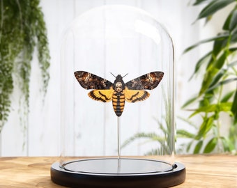 Death's Head Hawk Moth In Glass Dome (Acherontia atropos)