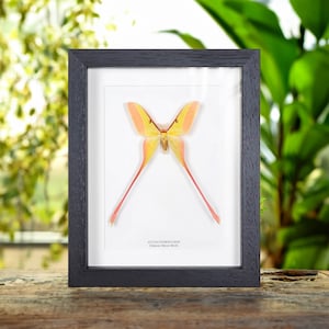 Chinese Moon Moth In Box Frame (Actias dubernardi)