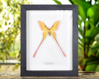 Chinese Moon Moth In Box Frame (Actias dubernardi)