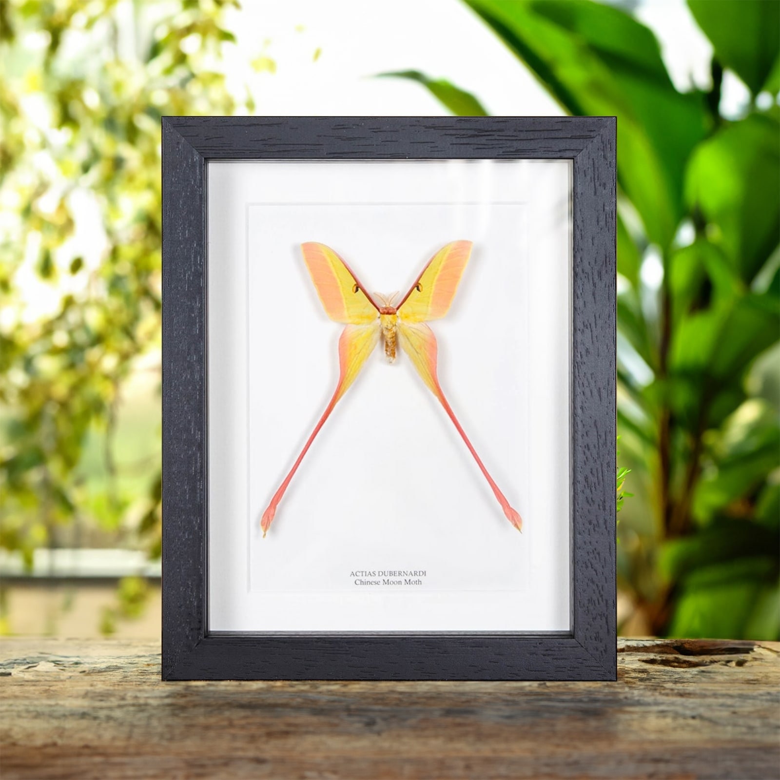 Actias dubernardi まとめて4♂セット Summer' Chinese Moon Moth Set – Bloom Garden Shop