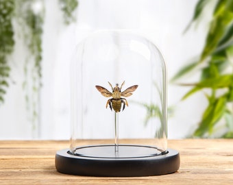 The Carpenter Bee In Glass Dome  (Xylocopa confusa)