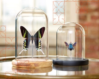 レアデック Butterfly il_340x270.5462844179_sm1l.jpg