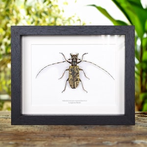 Giant Female Longhorn Beetle In Box Frame (Pseudomeges marmoratus)