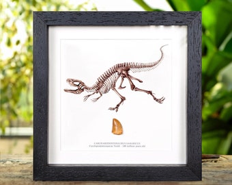 Carcharodontosaurus T-Rex type Dinosaur Tooth Fossil & Illustration (Carcharodontosaurus saharicus)