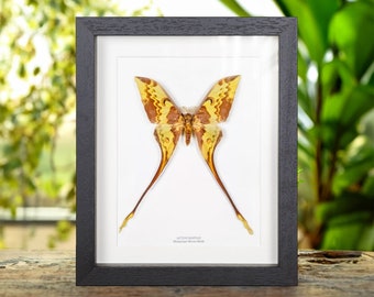 Malaysian Moon Moth In Box Frame (Actias maenas)