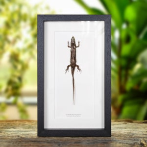 East Indian Brown Mabuya In Box Frame (Eutropis multifasciata)