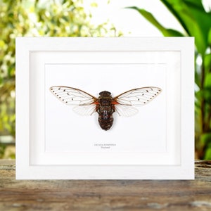 Cicada Pomponia In Box Frame from Thailand image 2