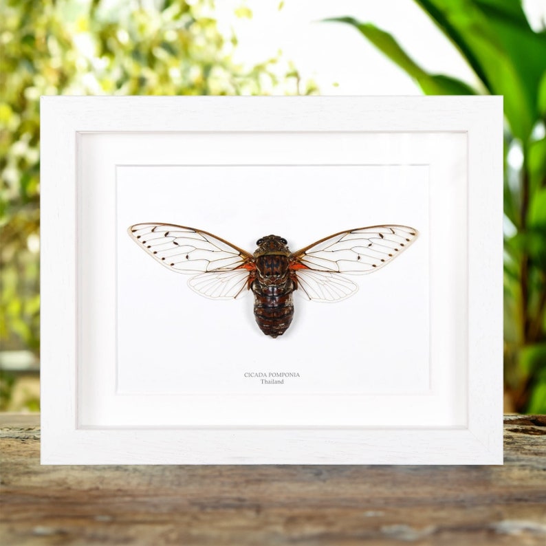Cicada Pomponia In Box Frame from Thailand image 2